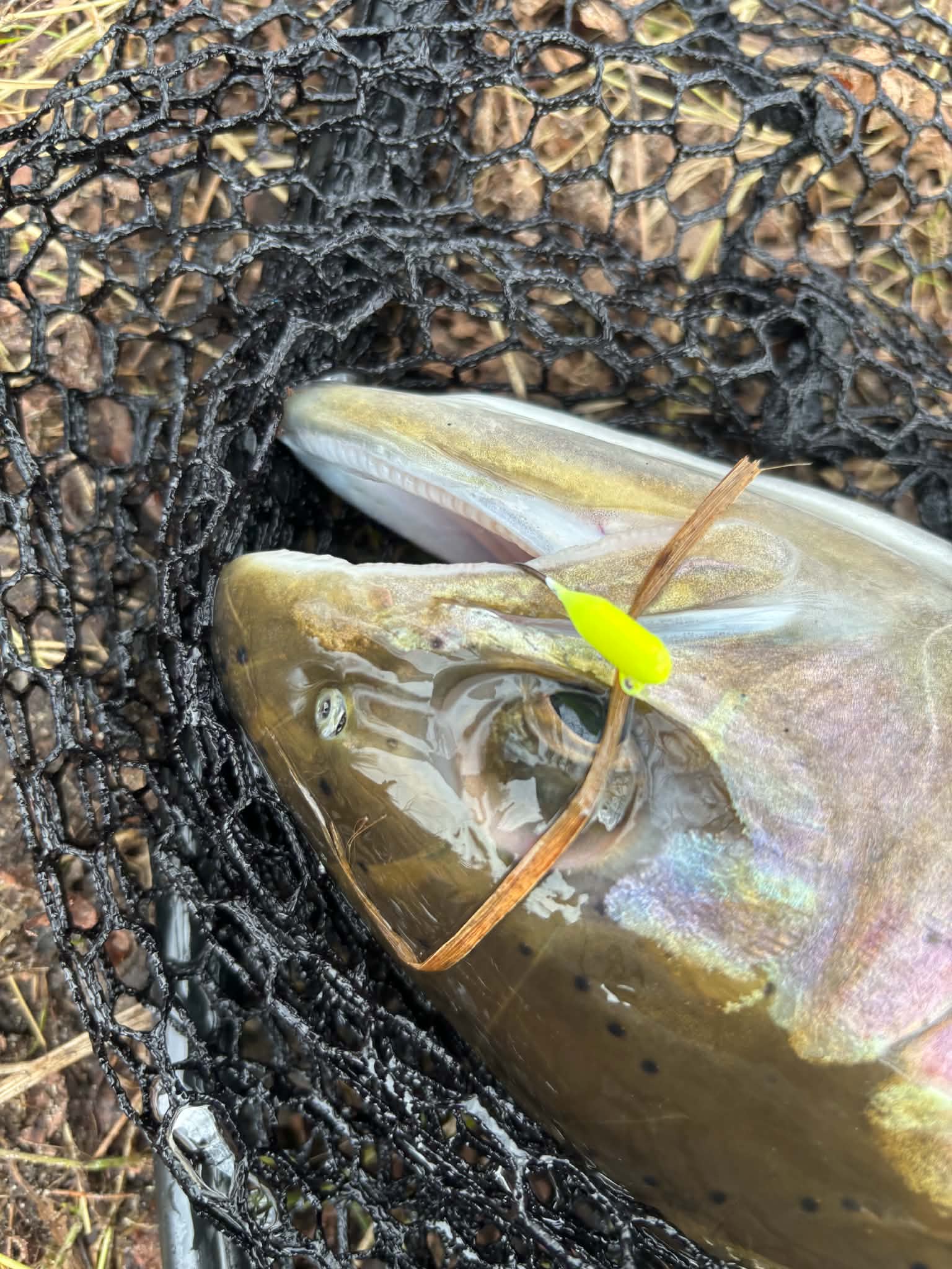 Close view of a fish and fishing rig in a landing net