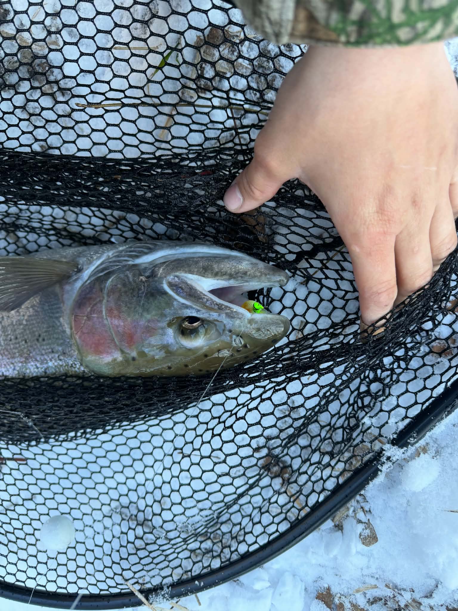 A fish resting in a landing net beside a snowy riverbank